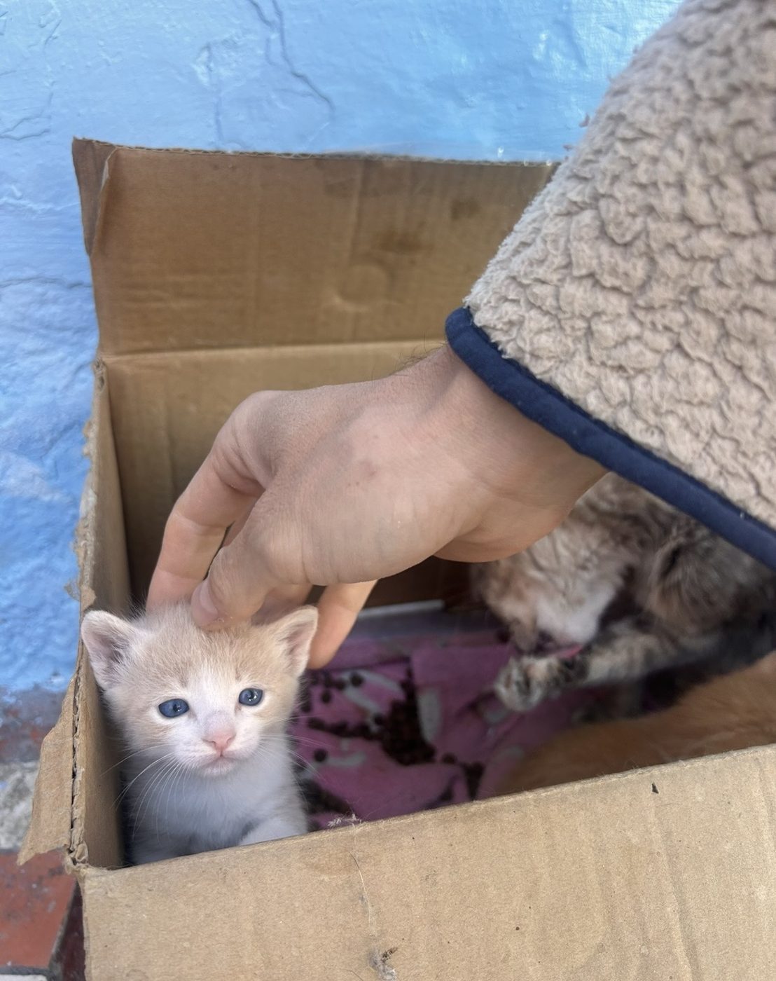 Stroking a tiny kitten in a cardboard box