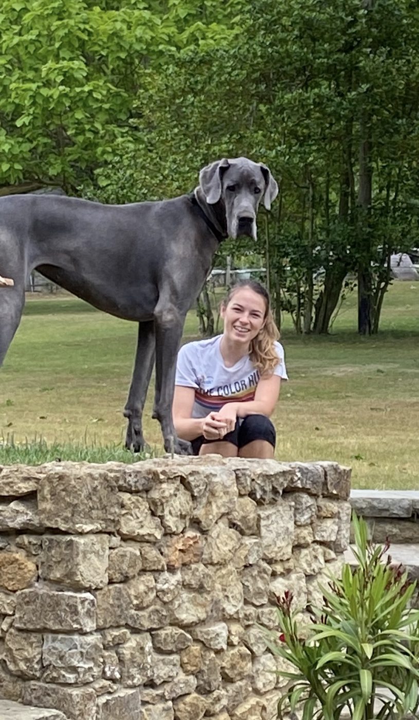 A Great Dane standing on a wall