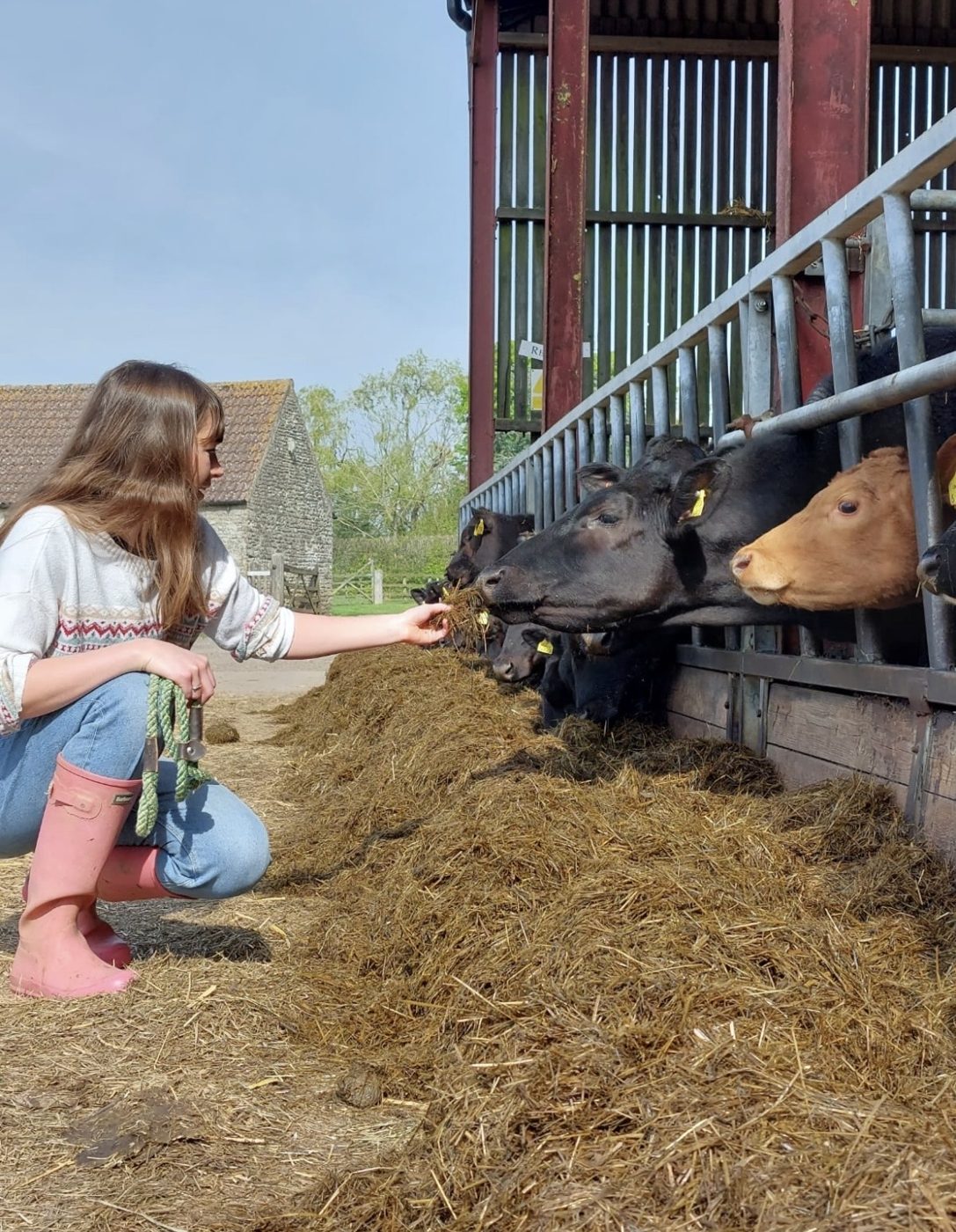 Feeding cattle hay on a farm