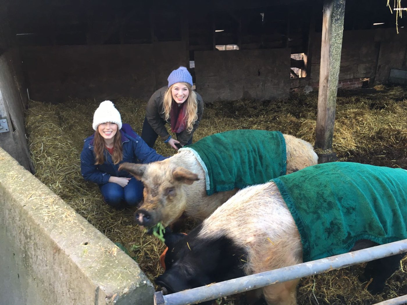 Two pigs in green coats being fed in a straw-filled barn